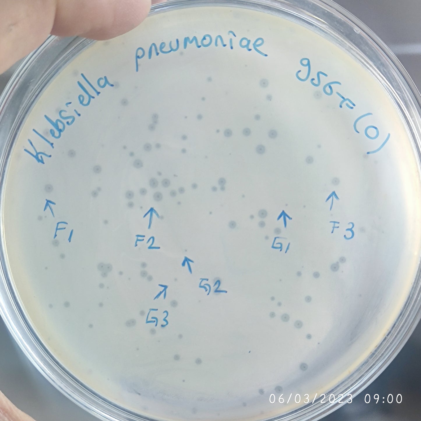 Klebsiella pneumoniae bacteriophage 180956G