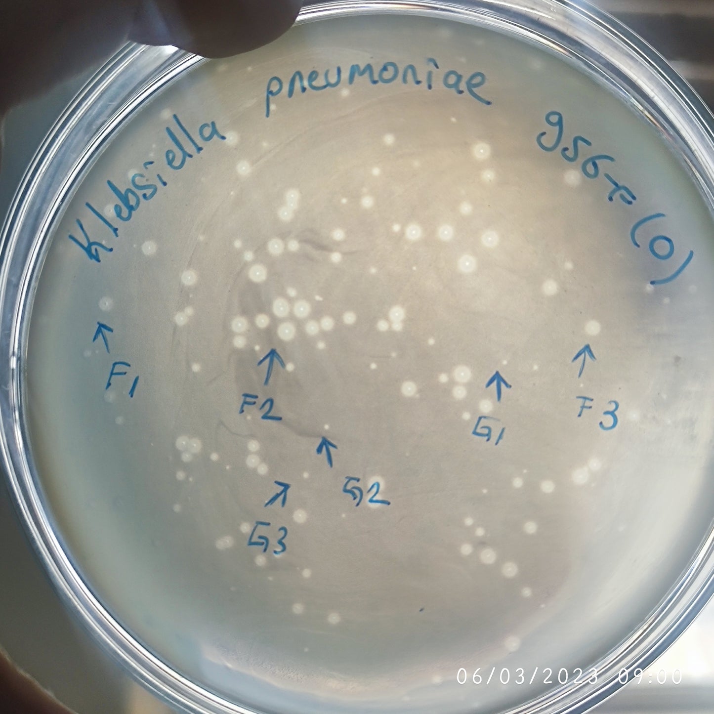 Klebsiella pneumoniae bacteriophage 180956G