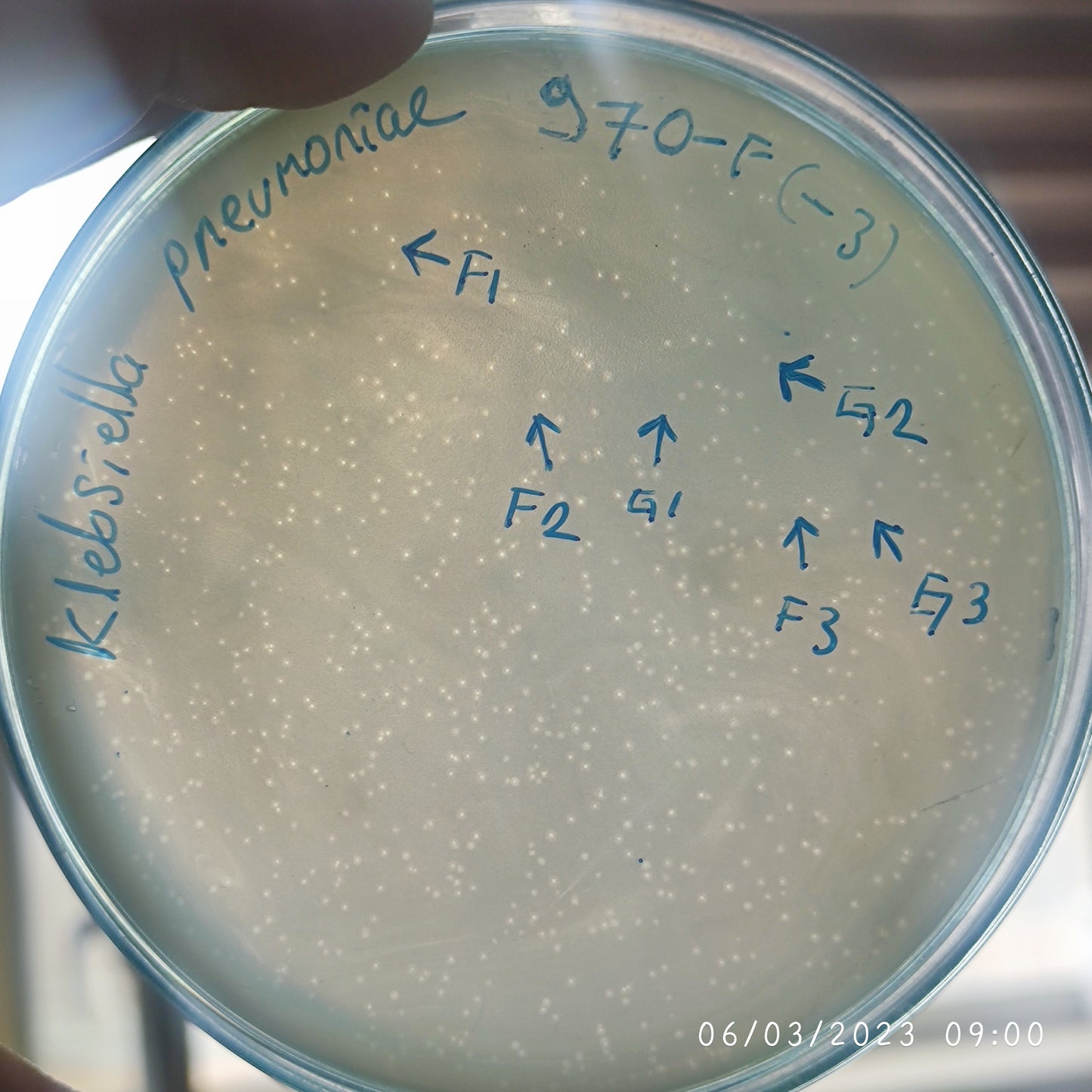 Klebsiella pneumoniae bacteriophage 180970G