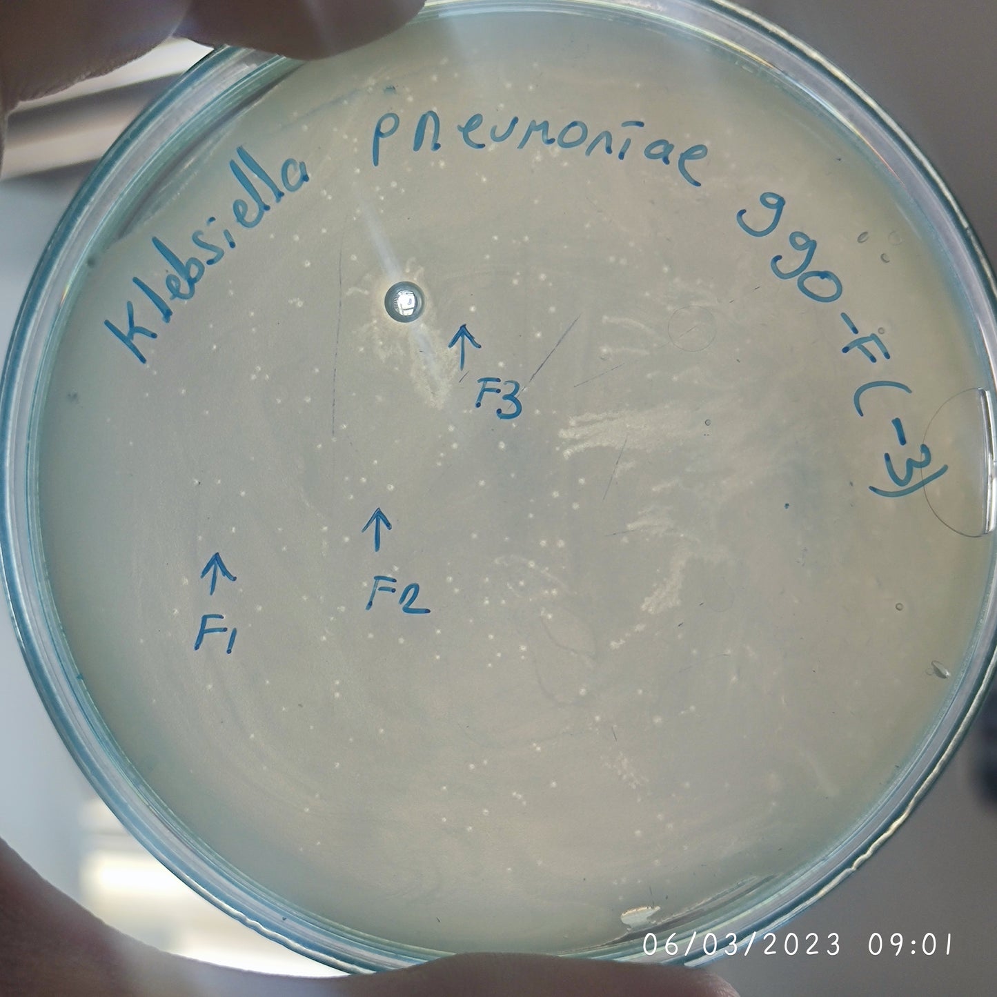 Klebsiella pneumoniae bacteriophage 180990F