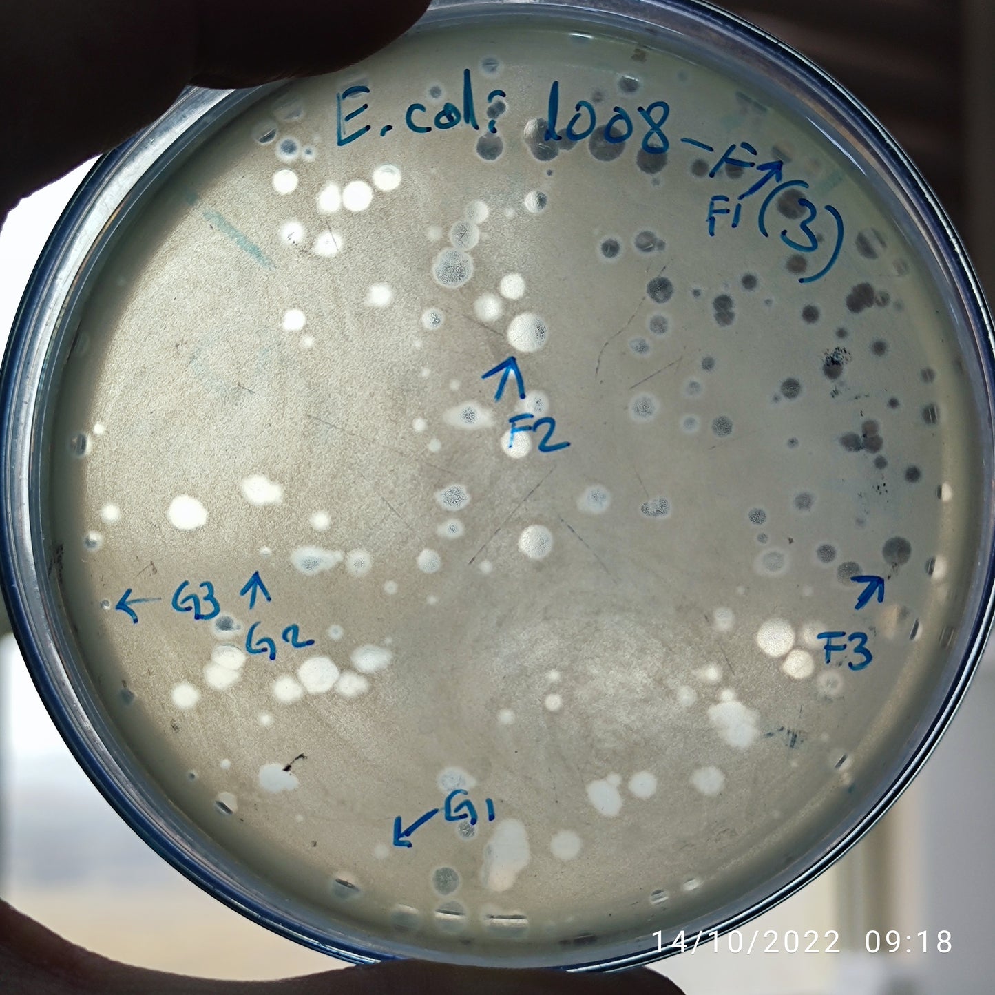 Escherichia coli bacteriophage 101008F