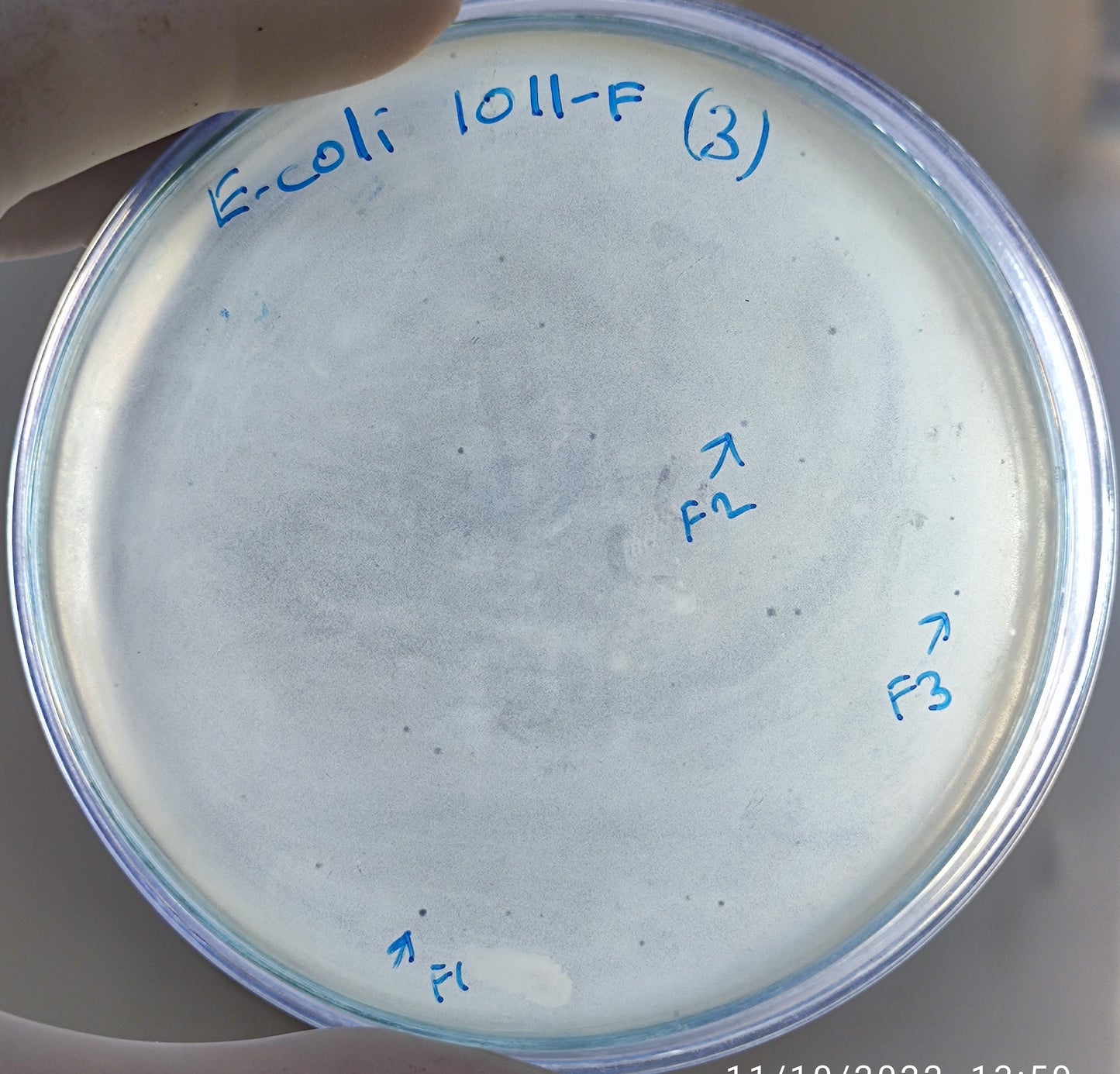 Escherichia coli bacteriophage 101011F