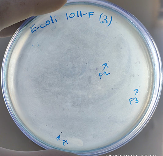 Escherichia coli bacteriophage 101011F
