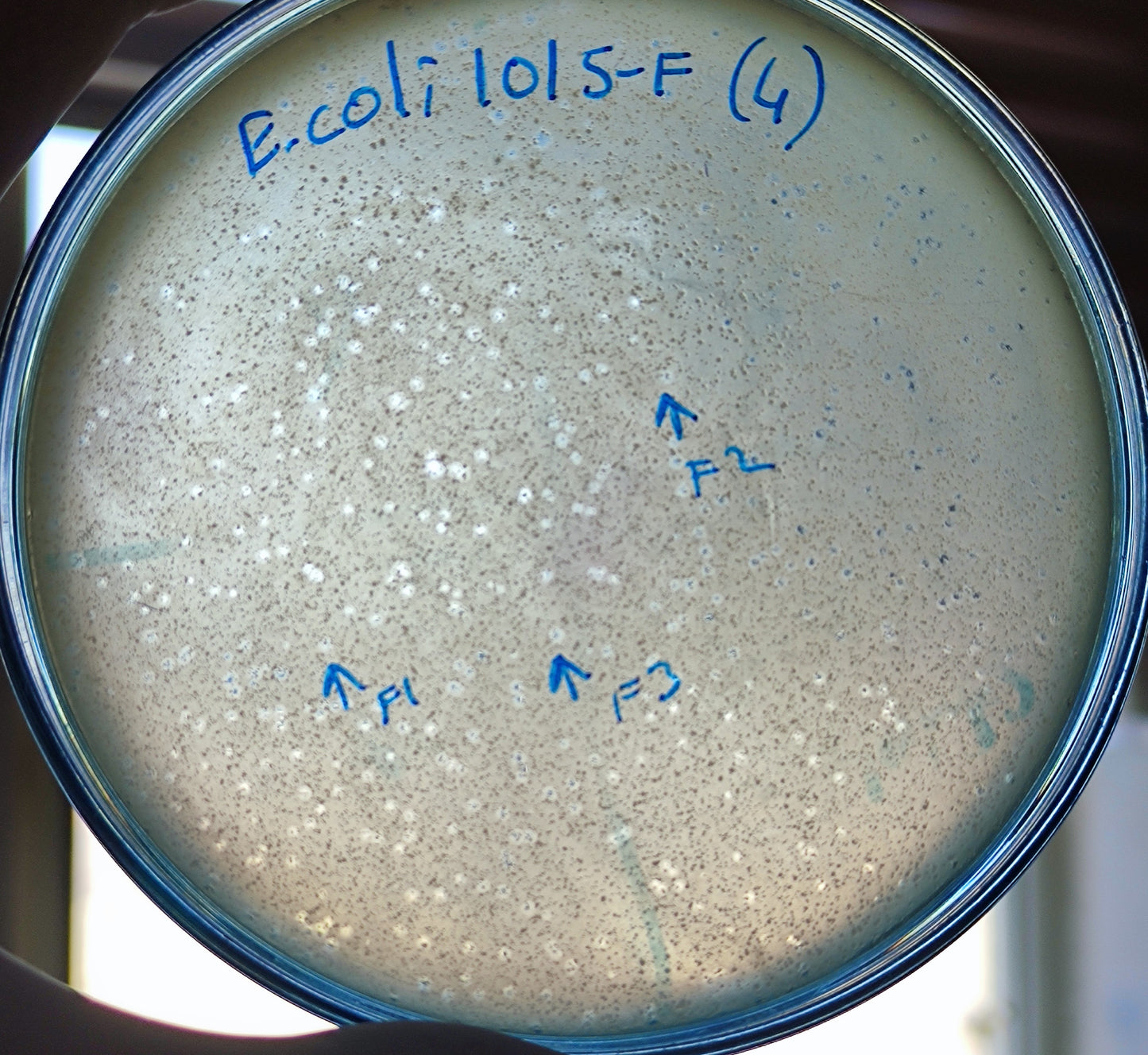 Escherichia coli bacteriophage 101015F