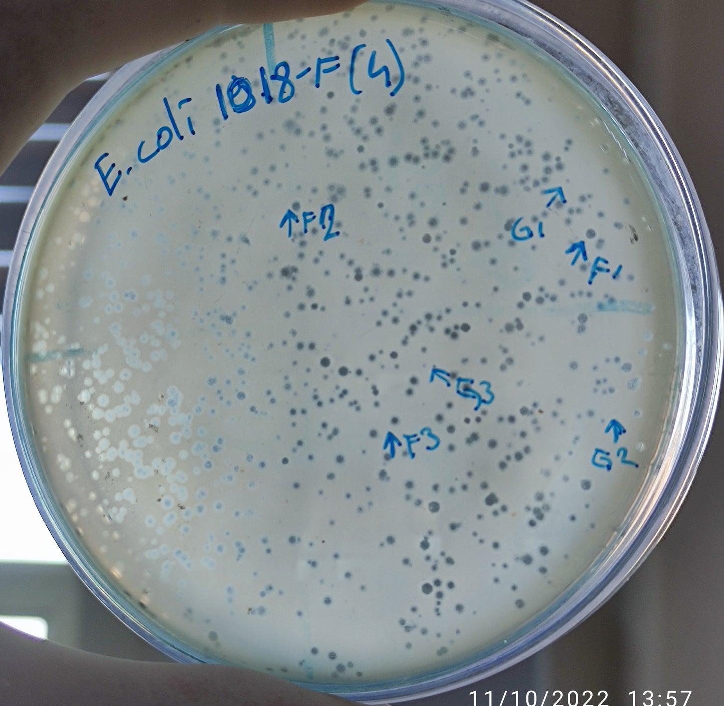 Escherichia coli bacteriophage 101018G