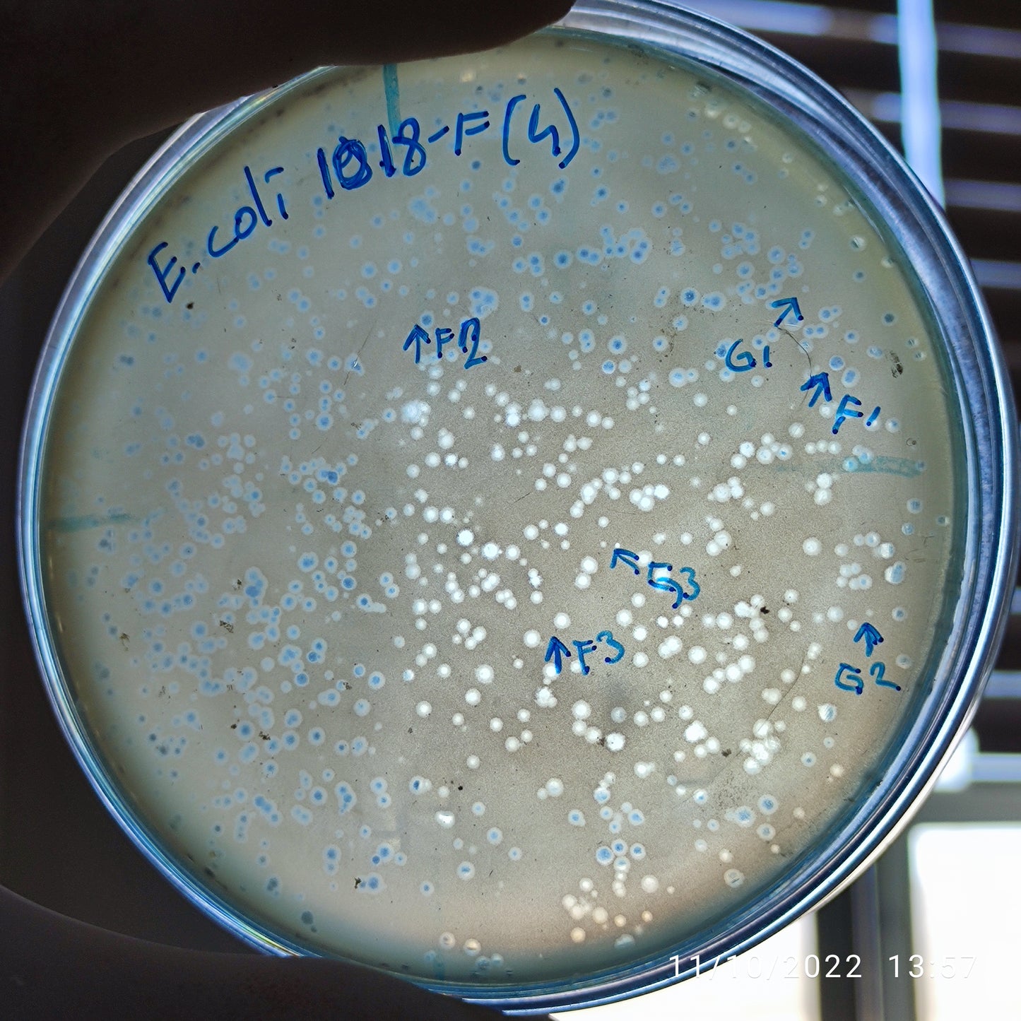 Escherichia coli bacteriophage 101018F
