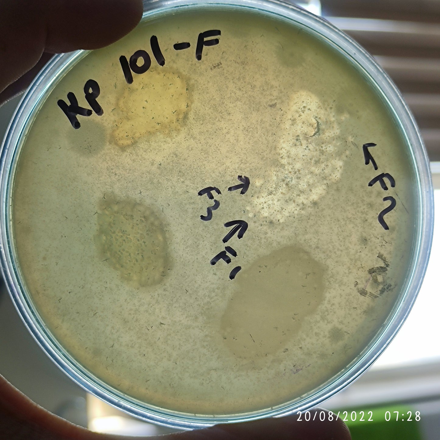 Klebsiella pneumoniae bacteriophage 180101F