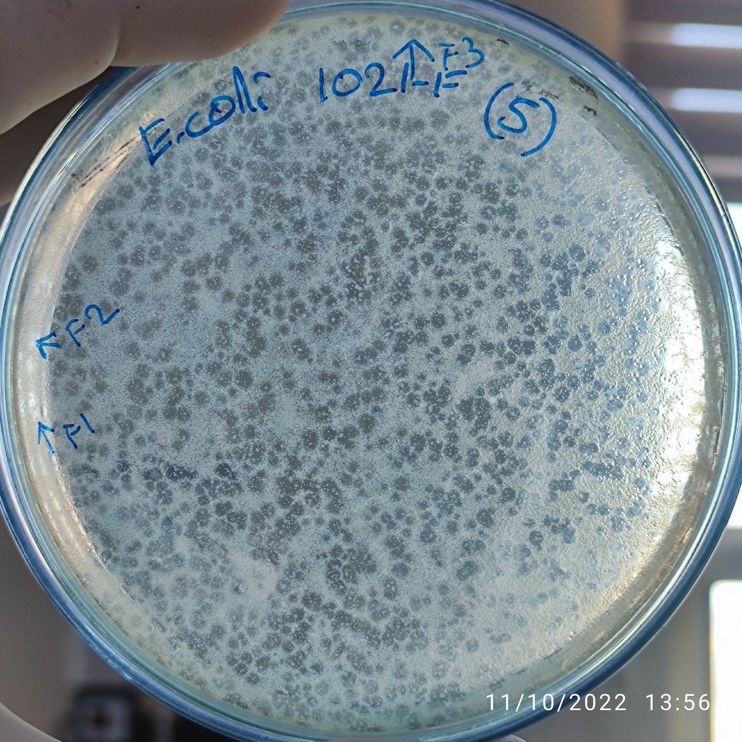 Escherichia coli bacteriophage 101021F
