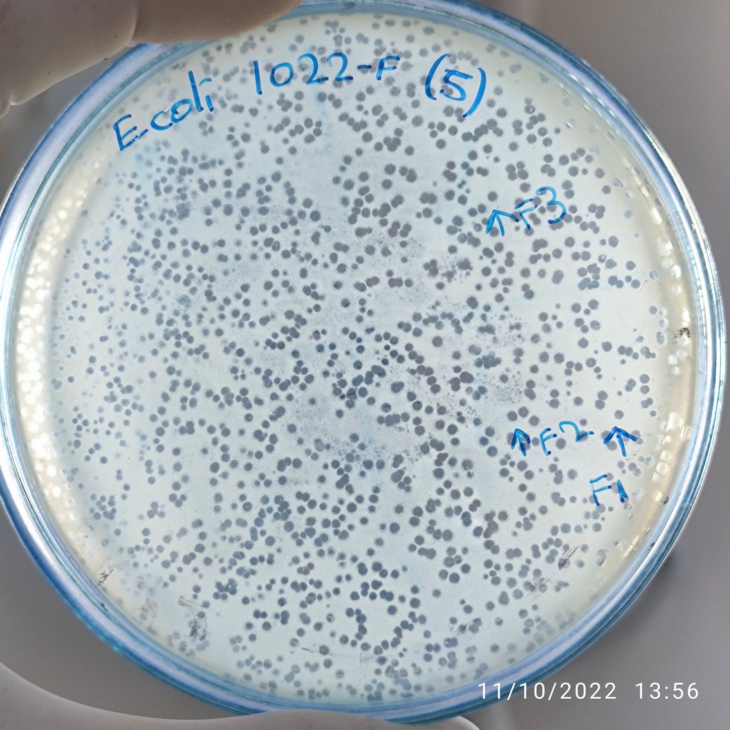 Escherichia coli bacteriophage 101022F