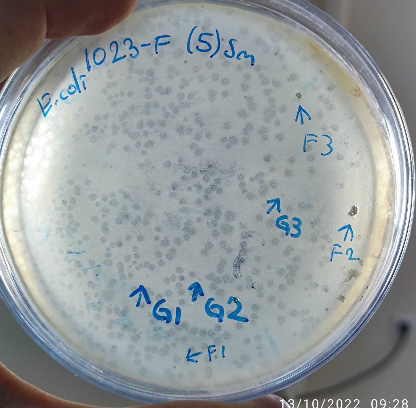 Escherichia coli bacteriophage 101023G