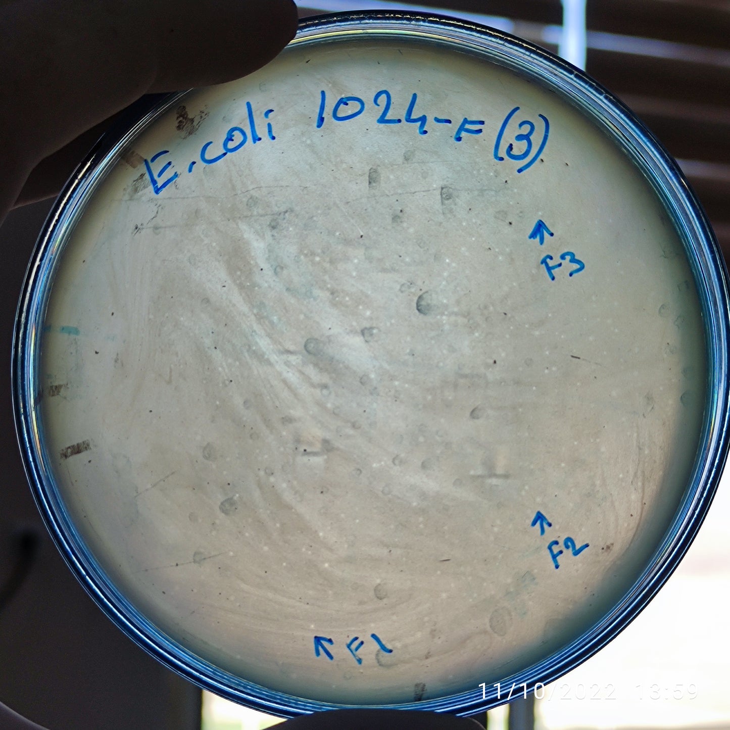 Escherichia coli bacteriophage 101024F