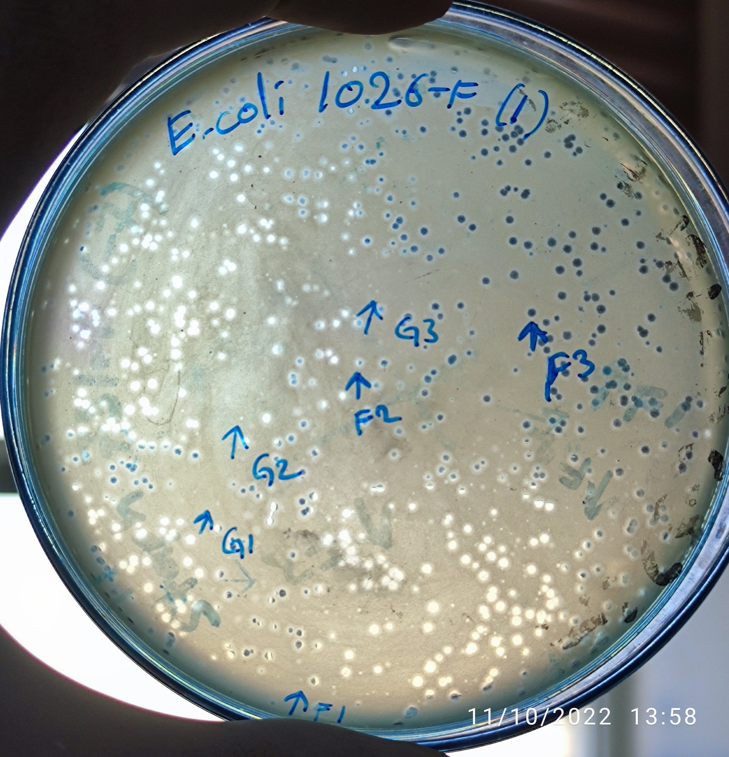 Escherichia coli bacteriophage 101026F