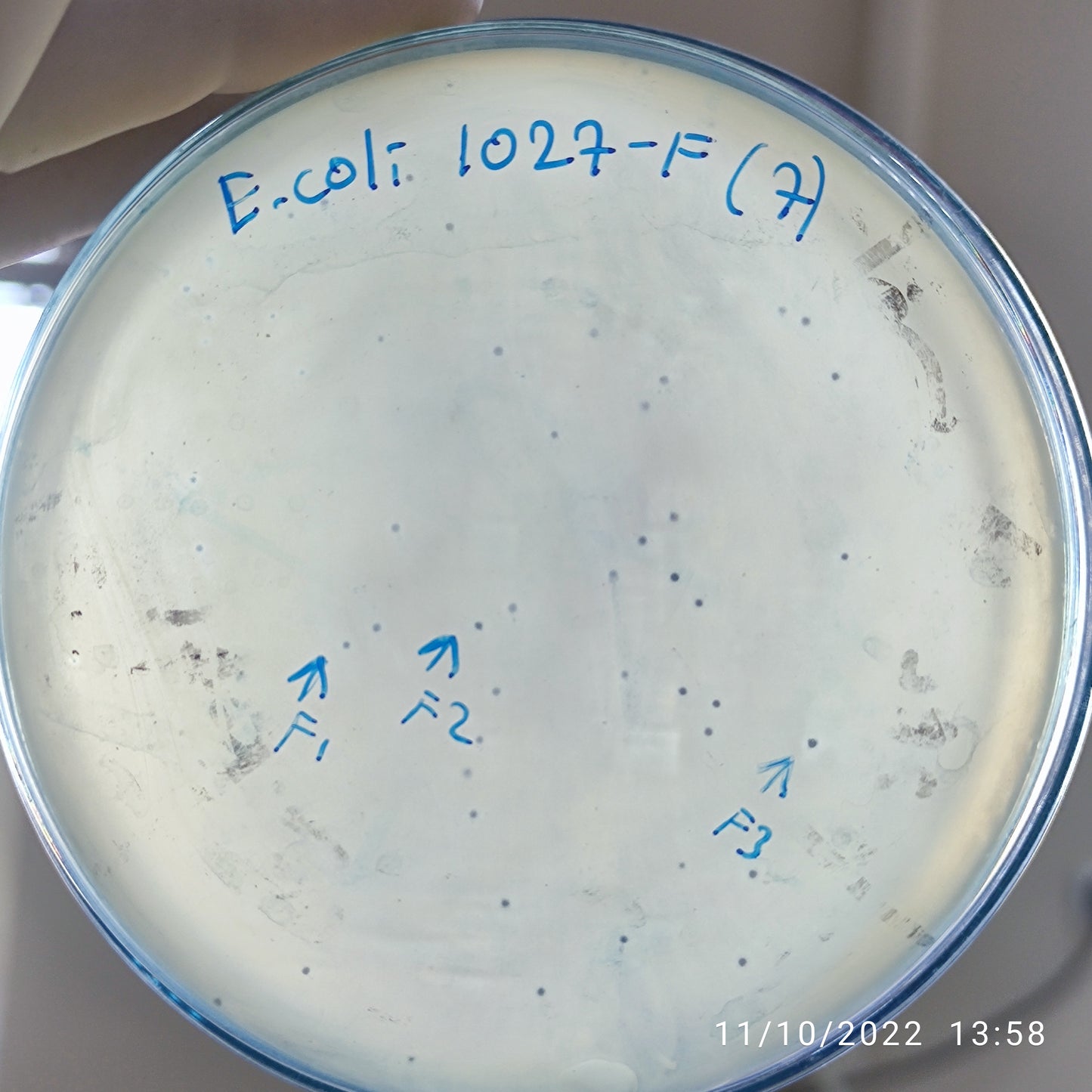 Escherichia coli bacteriophage 101027F