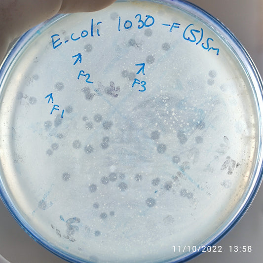 Escherichia coli bacteriophage 101030F
