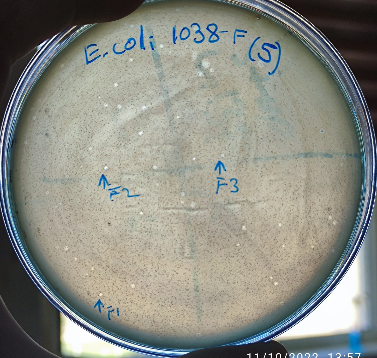 Escherichia coli bacteriophage 101038F
