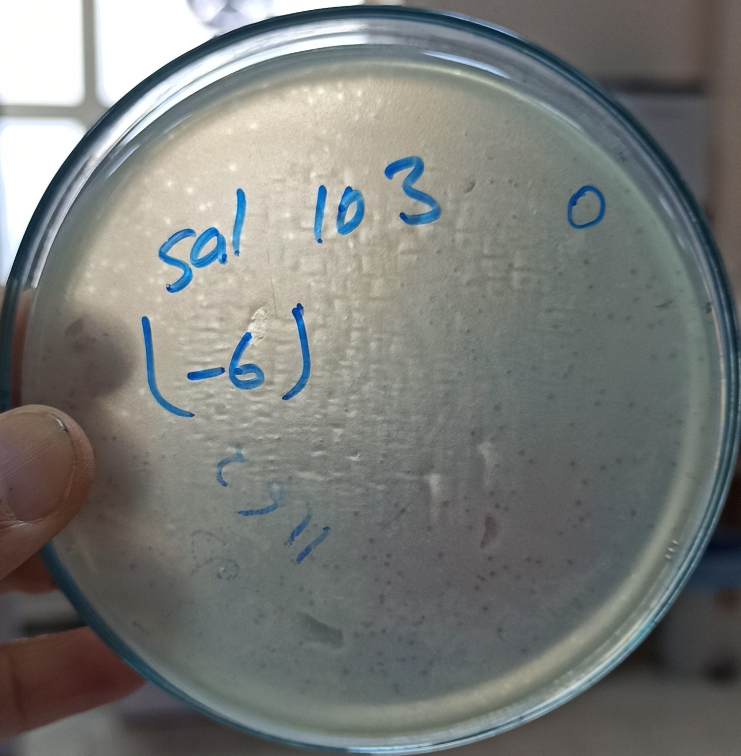 Salmonella bacteriophage 200103A