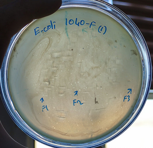 Escherichia coli bacteriophage 101040F