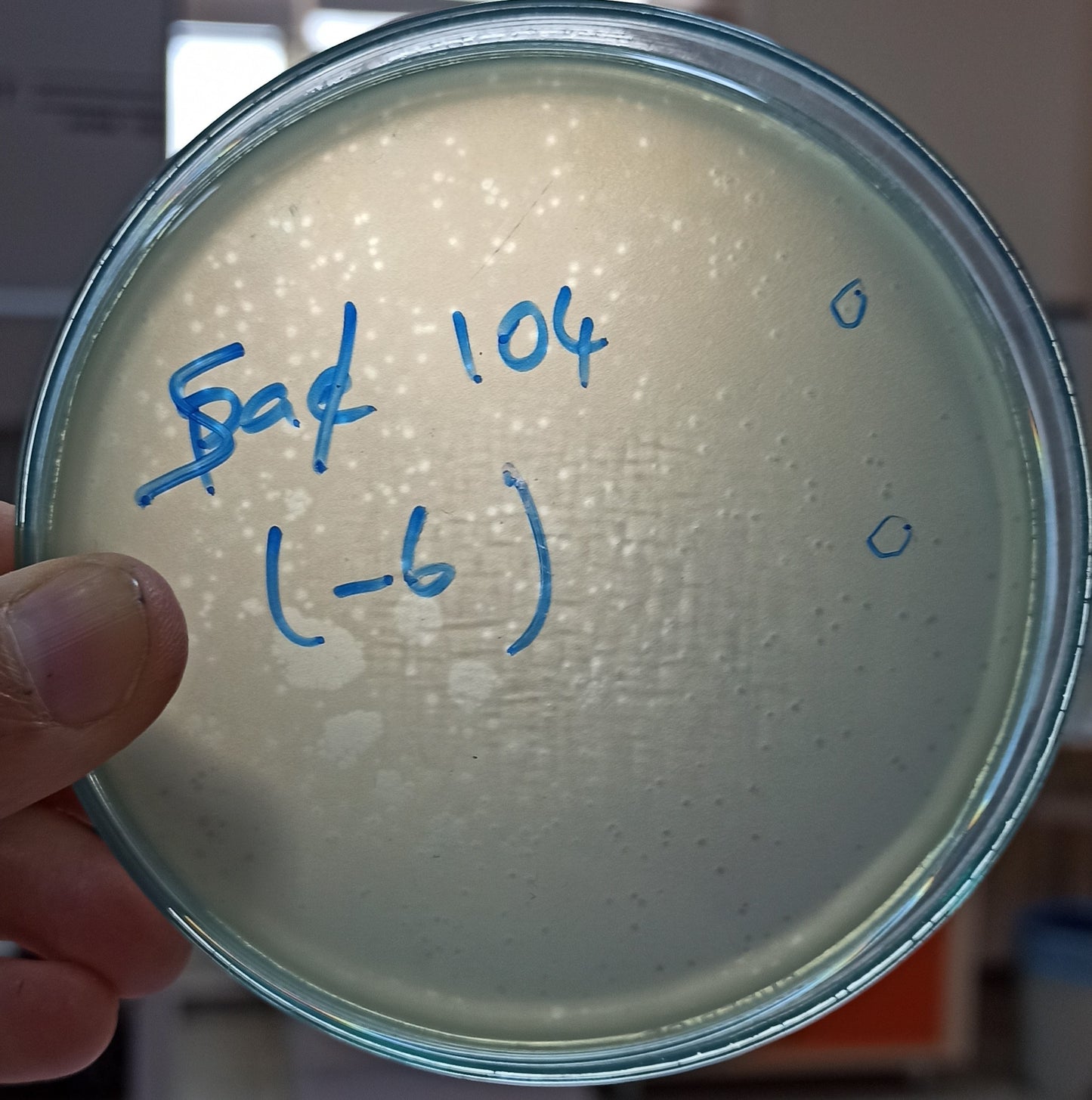 Salmonella bacteriophage 200104A