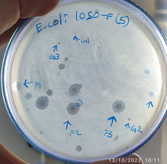 Escherichia coli bacteriophage 101050G