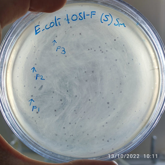 Escherichia coli bacteriophage 101051F