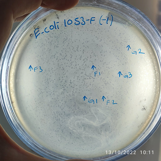Escherichia coli bacteriophage 101053G