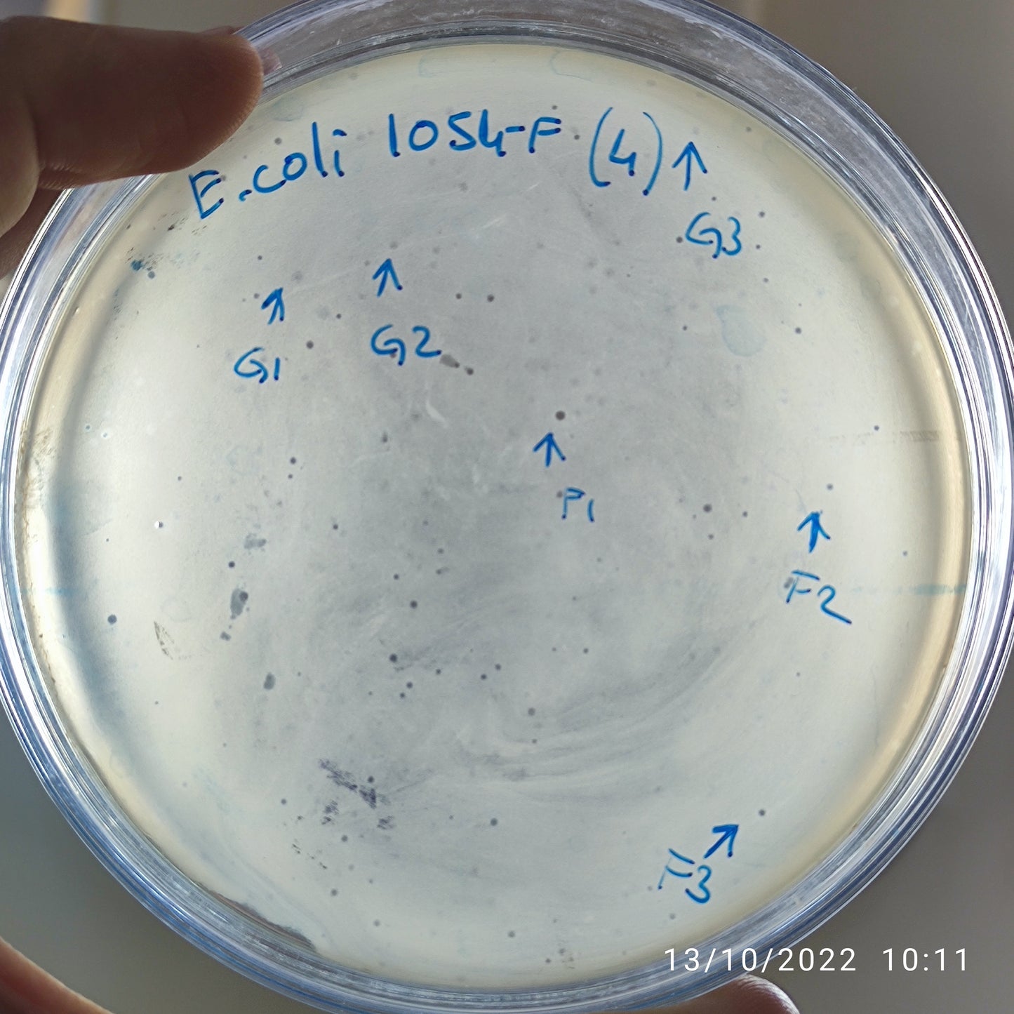 Escherichia coli bacteriophage 101054F