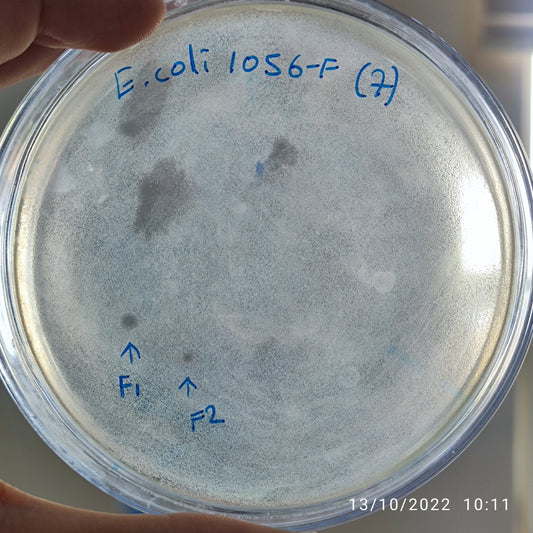 Escherichia coli bacteriophage 101056F
