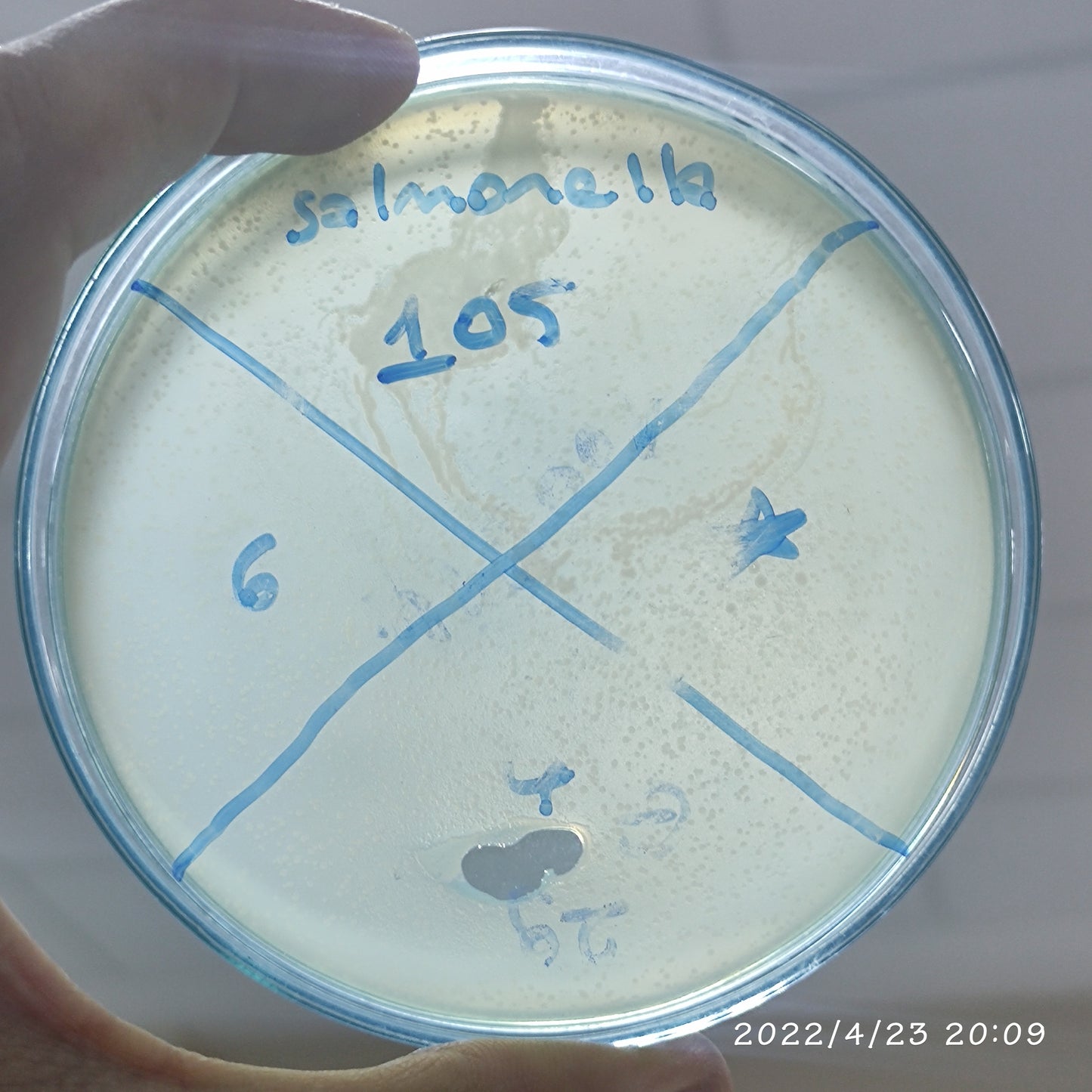Salmonella bacteriophage 200105D
