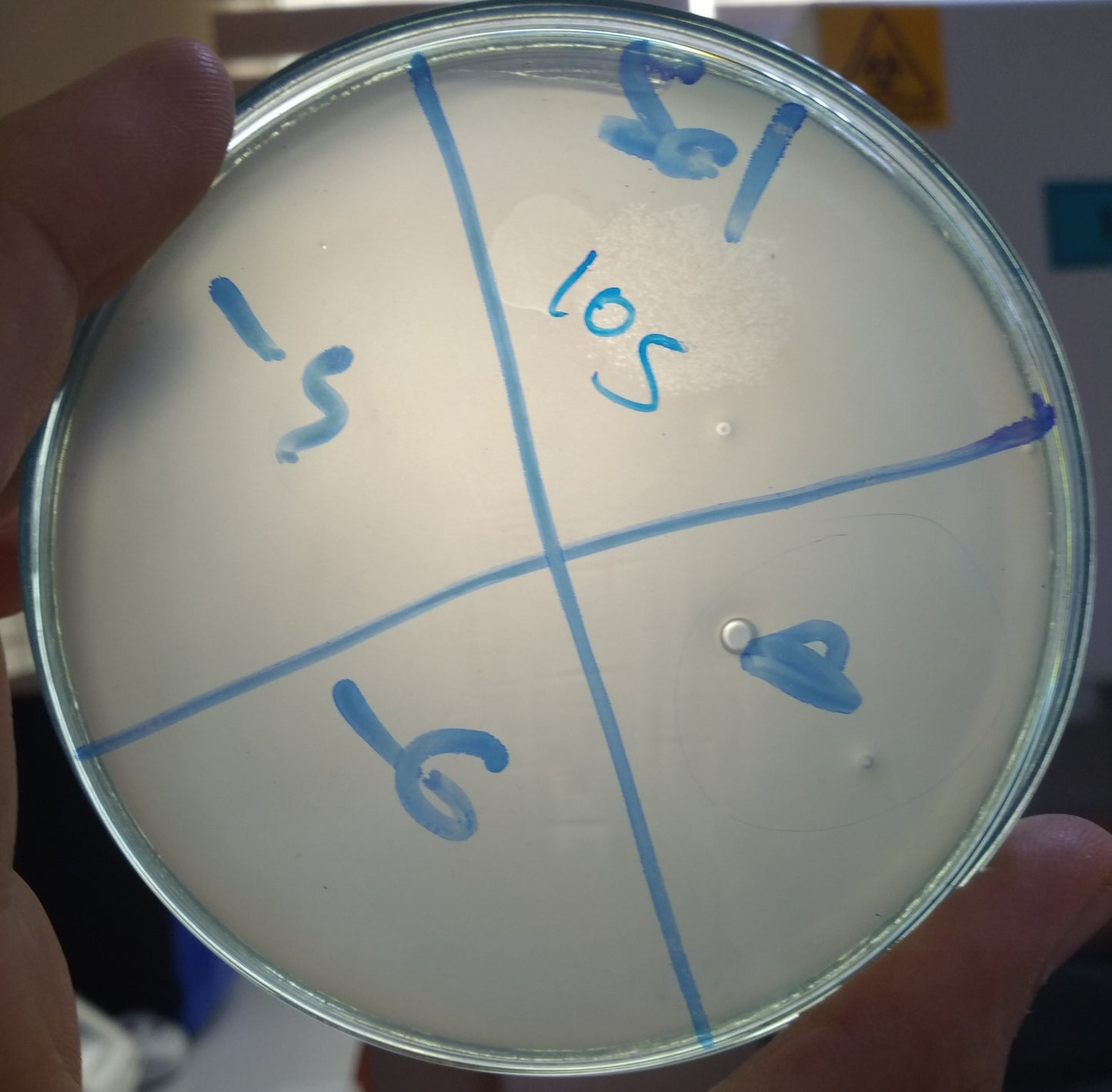 Salmonella bacteriophage 200105A