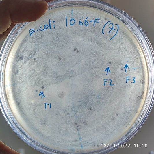 Escherichia coli bacteriophage 101066F