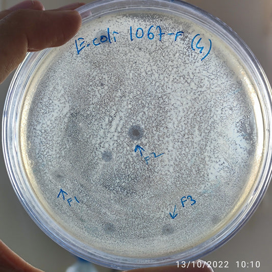 Escherichia coli bacteriophage 101067F