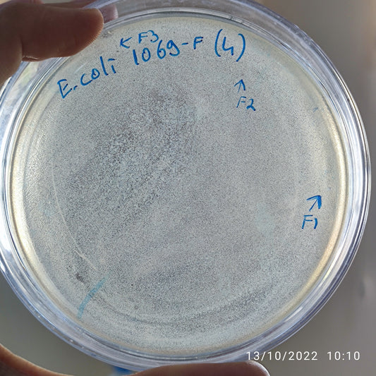 Escherichia coli bacteriophage 101069F