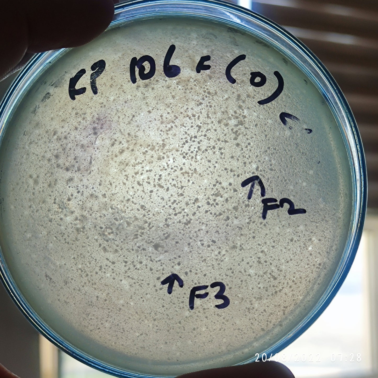 Klebsiella pneumoniae bacteriophage 180106F
