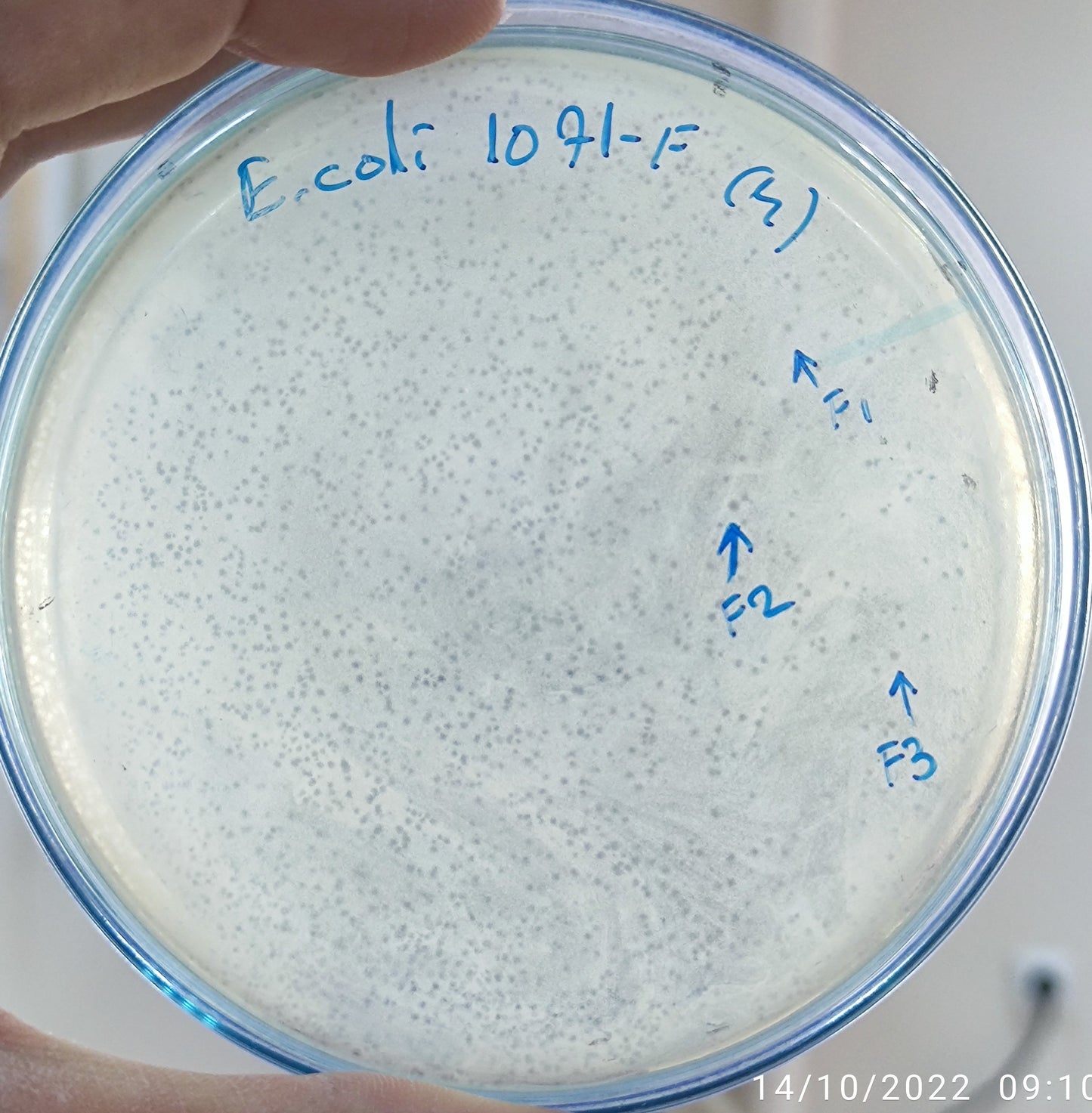 Escherichia coli bacteriophage 101071F