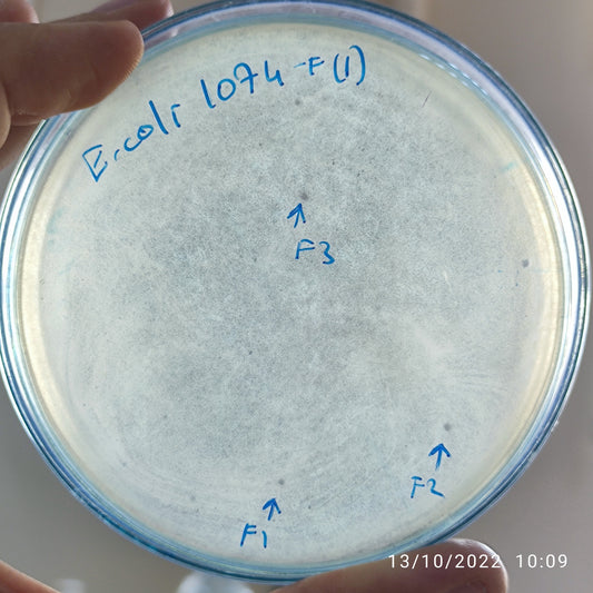 Escherichia coli bacteriophage 101074F