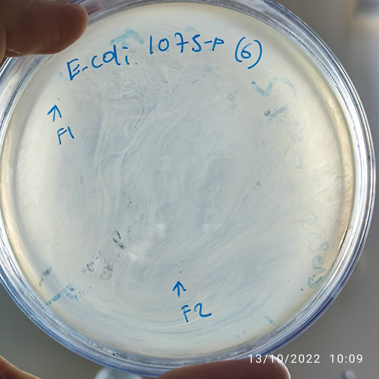 Escherichia coli bacteriophage 101075F