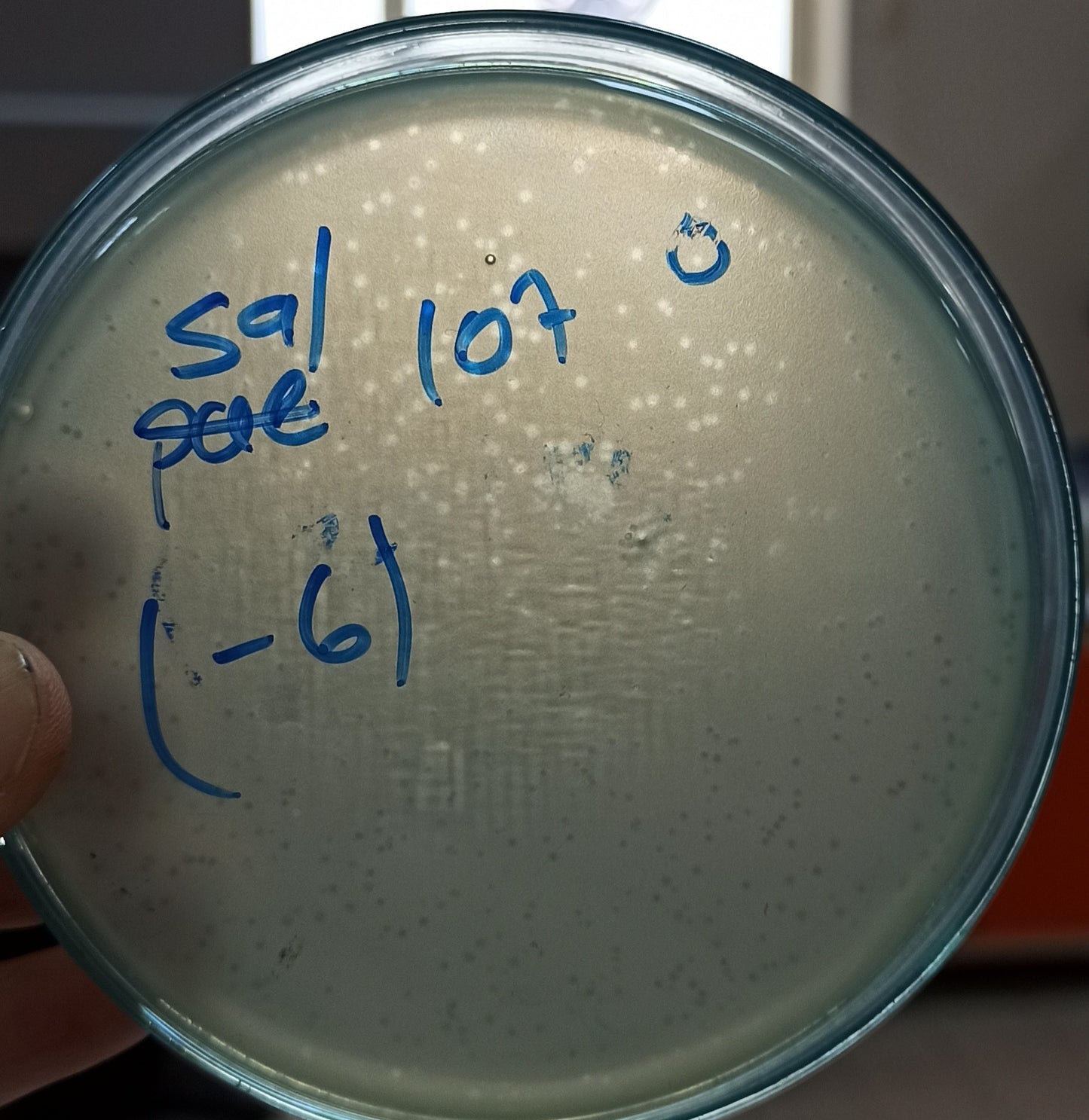 Salmonella bacteriophage 200107A