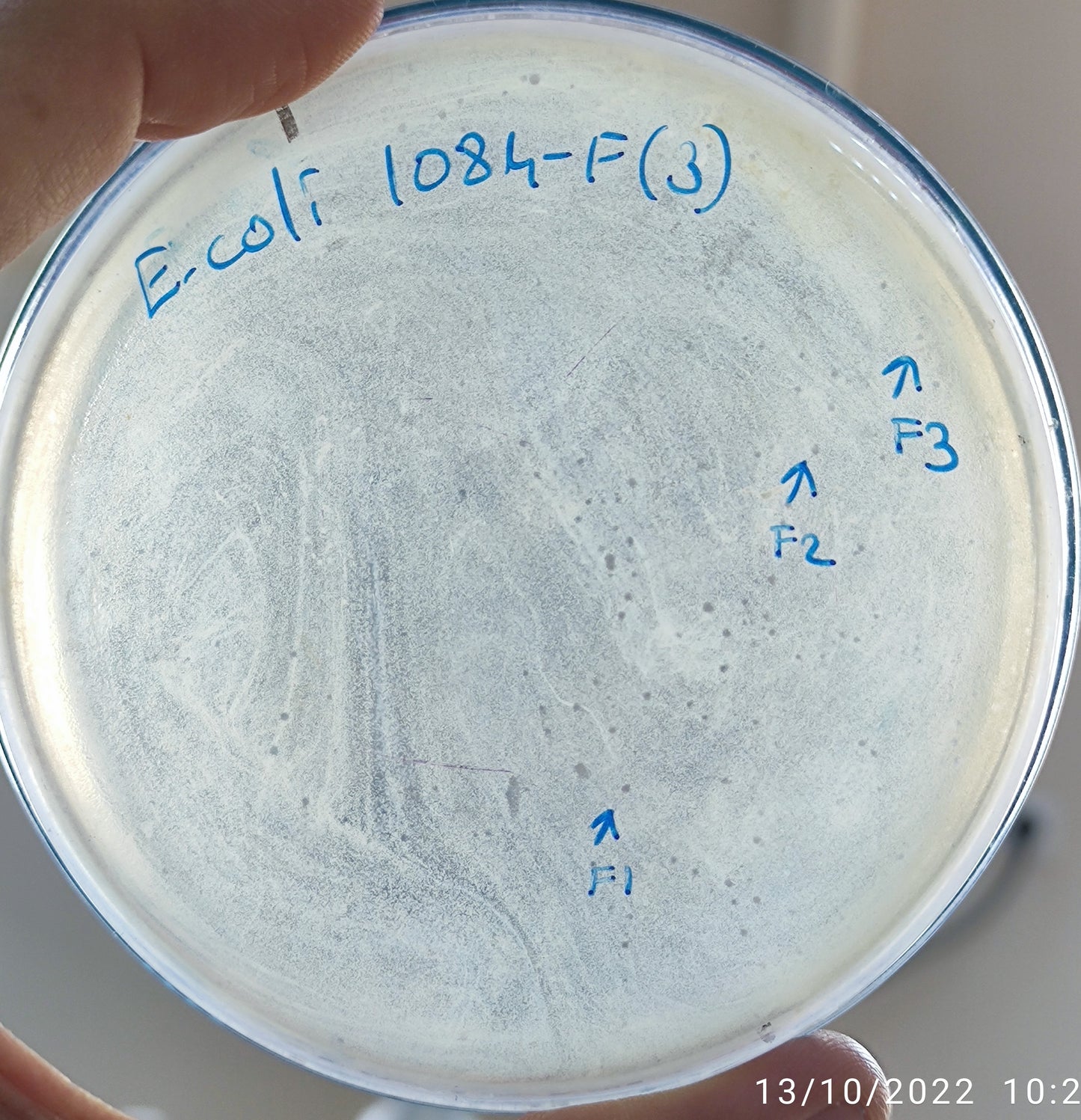 Escherichia coli bacteriophage 101084F