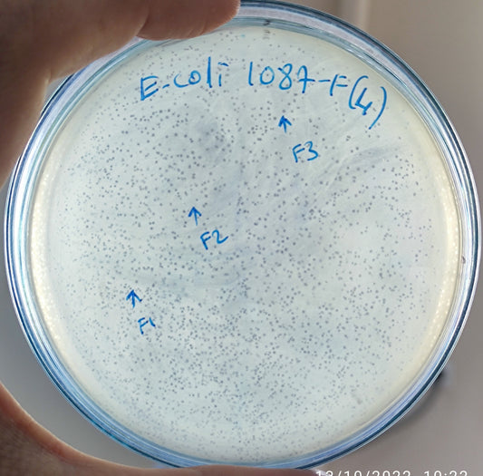 Escherichia coli bacteriophage 101087F