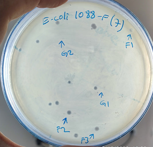 Escherichia coli bacteriophage 101088F