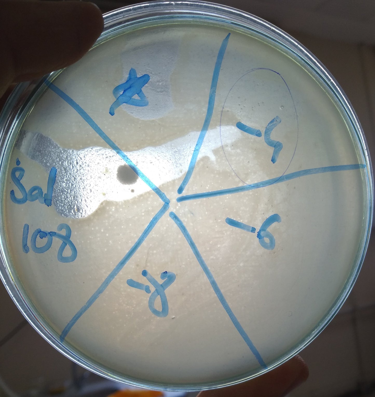 Salmonella bacteriophage 200108A