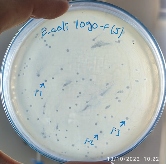 Escherichia coli bacteriophage 101090F