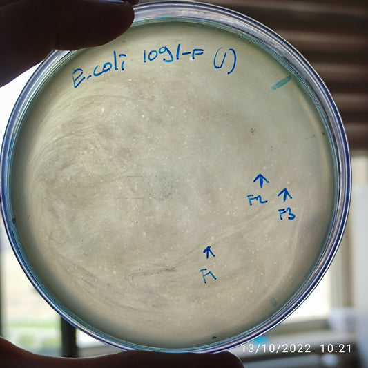 Escherichia coli bacteriophage 101091F