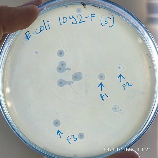 Escherichia coli bacteriophage 101092F