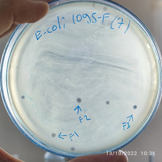Escherichia coli bacteriophage 101095F
