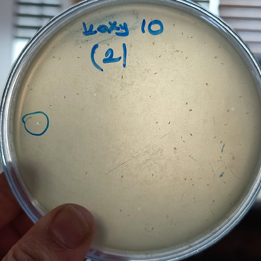 Klebsiella oxytoca bacteriophage 188010D