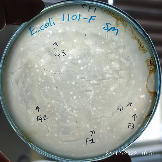 Escherichia coli bacteriophage 101101G