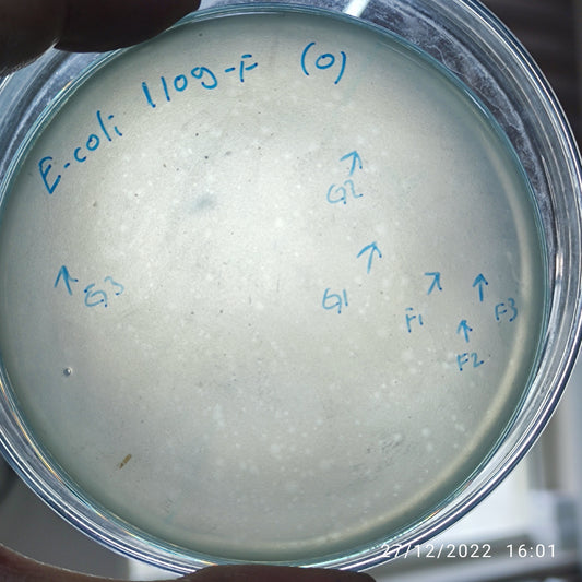 Escherichia coli bacteriophage 101109F