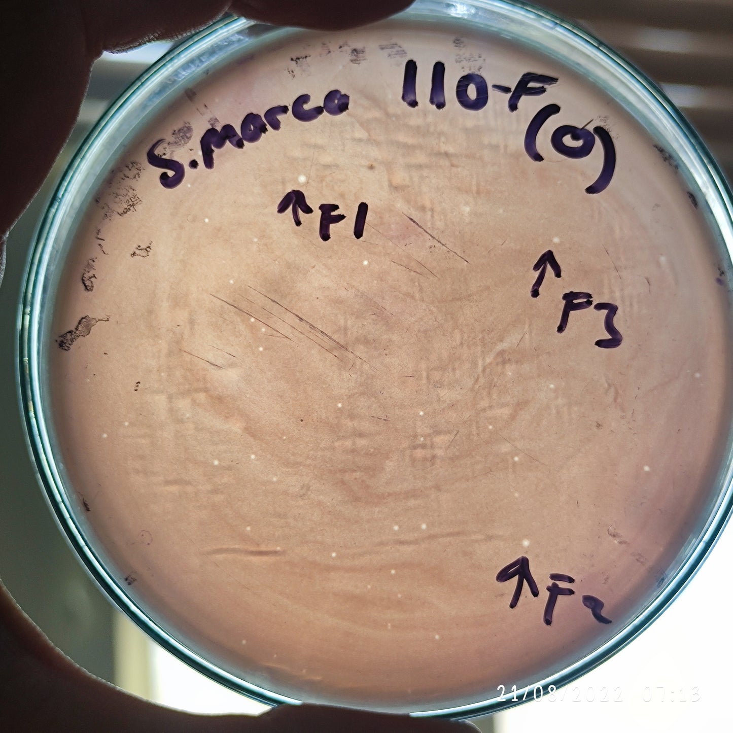 Serratia marcescens bacteriophage 200110F
