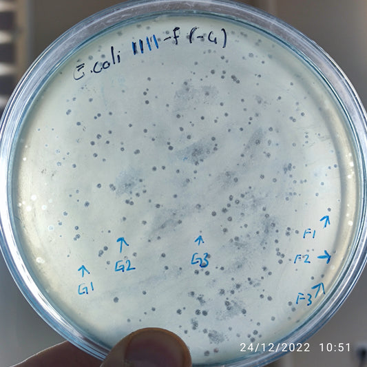 Escherichia coli bacteriophage 101111G